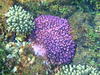 healthy coral